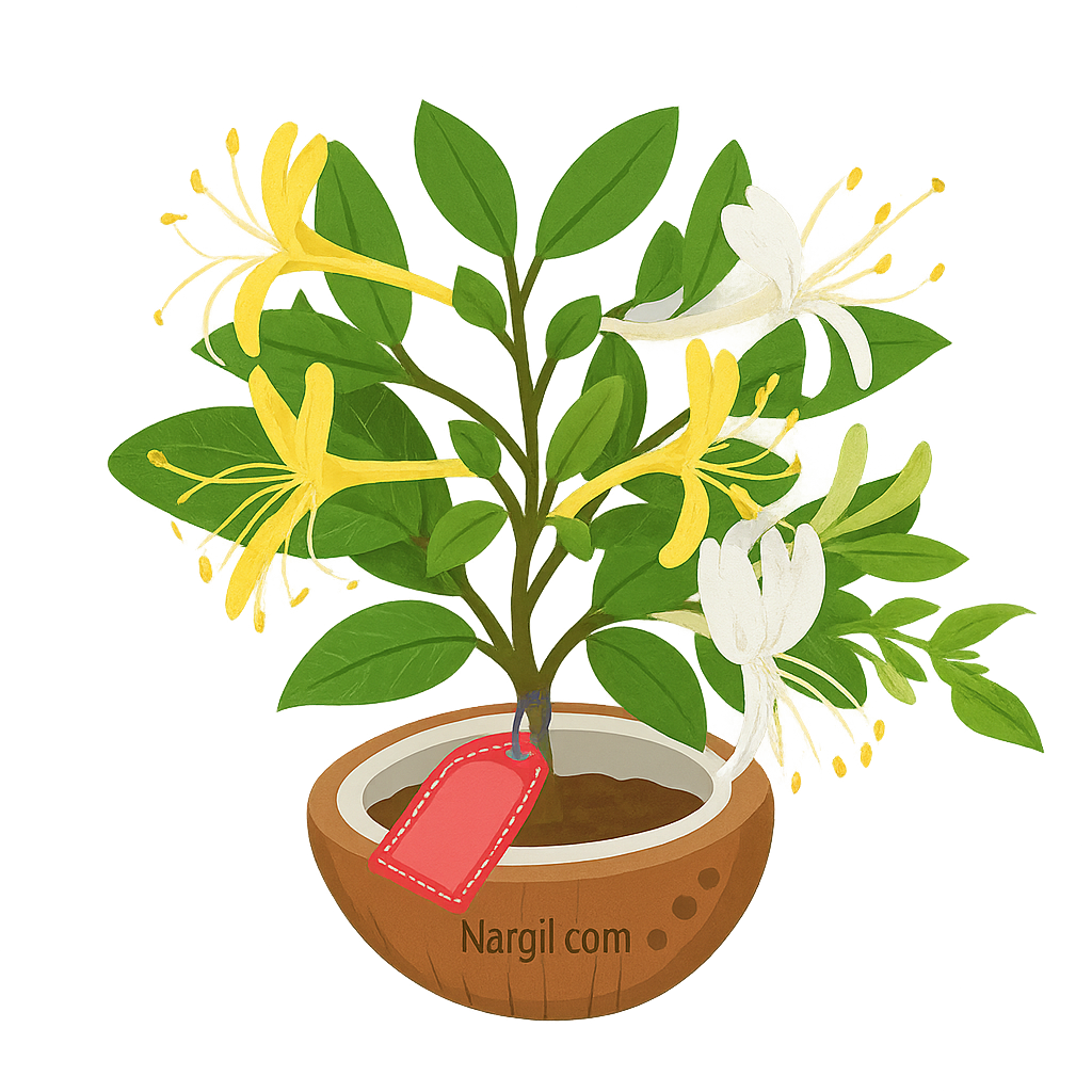  Nargil - Japanese Honeysuckle